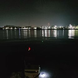 食コンサビキは5時から入れ食い